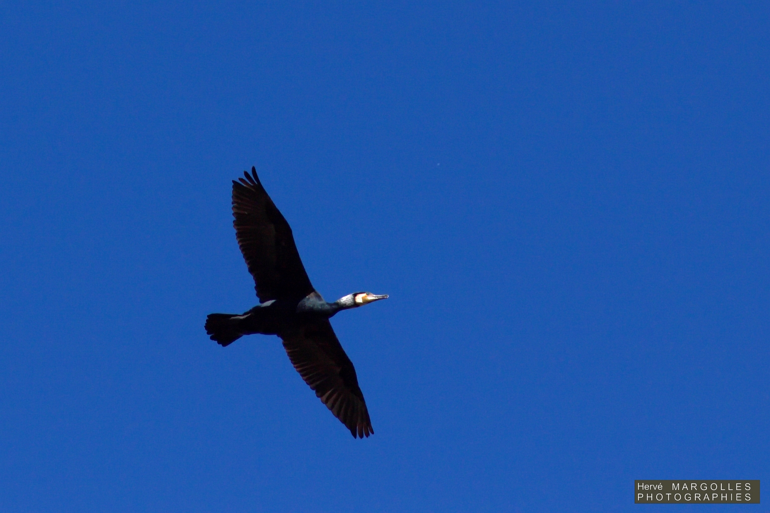 Grand Cormoran-02.jpg